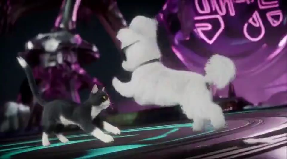 墨镜小狗迎战街猫