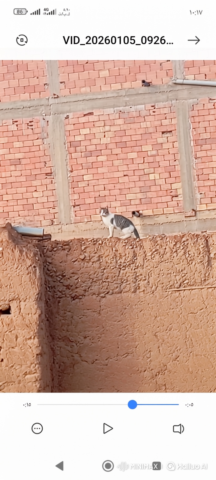 Moroccan Rooftop Cat Dances in Sunset Cinematic Scene